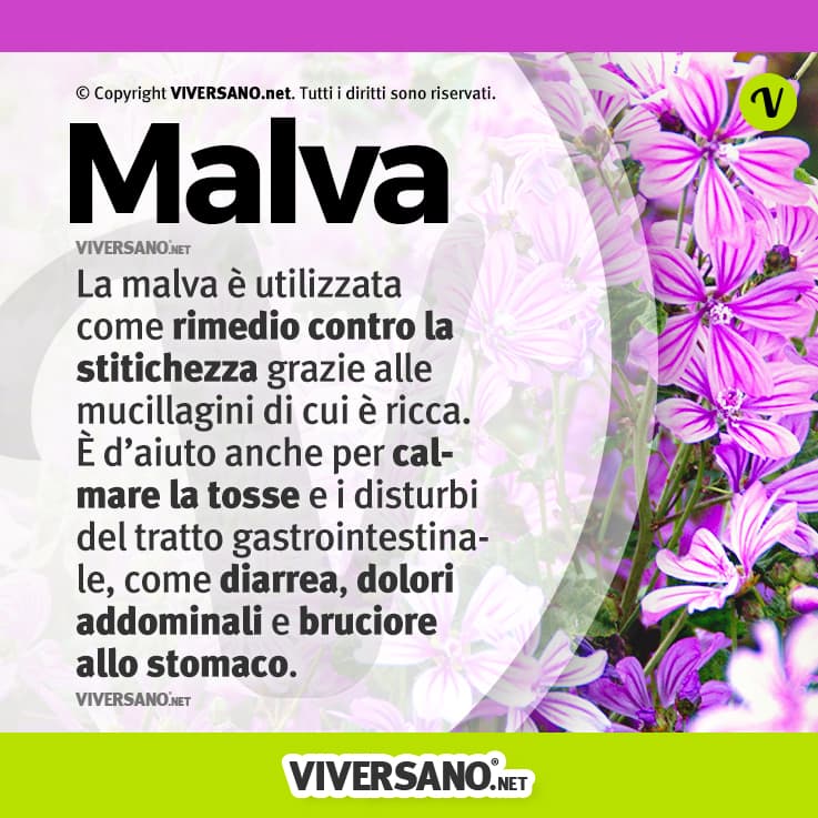 Infografica sui benefici della malva