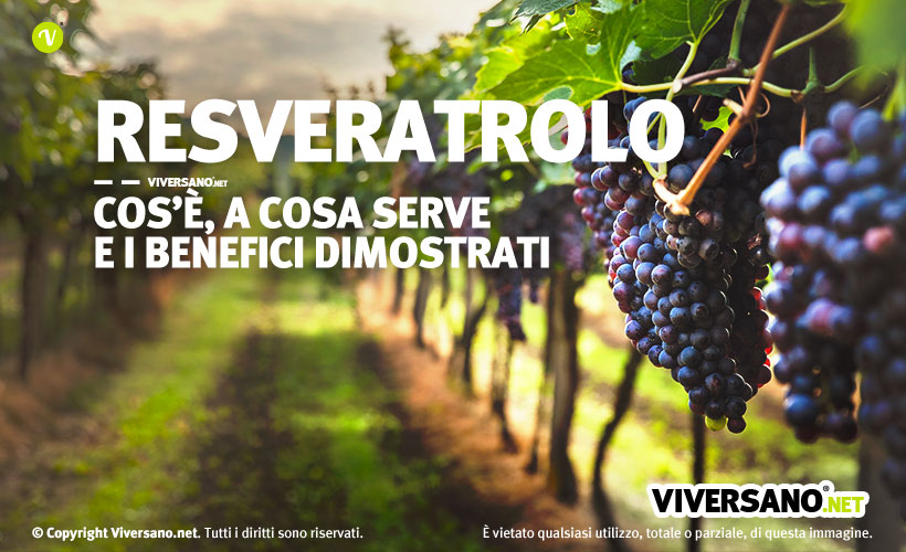 Immagine di uva nera in un vigneto