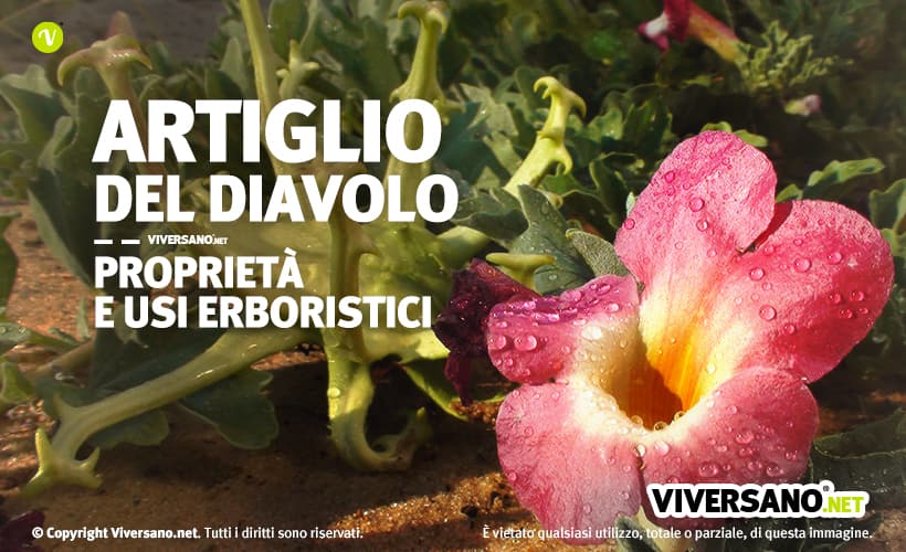 Immagine di artiglio del diavolo cresciuto sopra una roccia