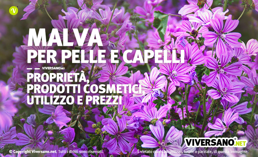 Immagine di malva fiorita
