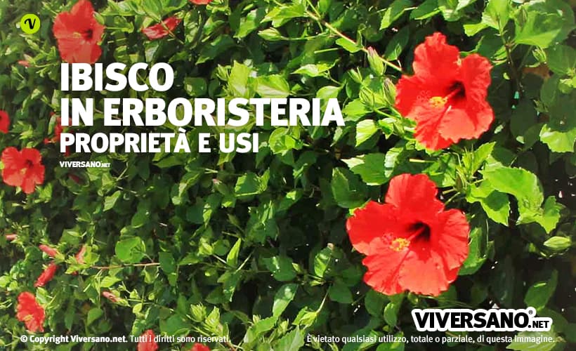 Fiori di ibisco rosso