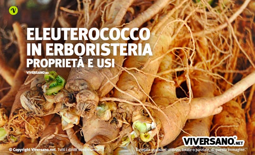 Eleuterococco in erboristeria