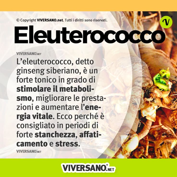 Infografica sulle proprietà dell'eleuterococco