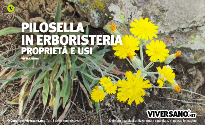 Pianta e fiori di pilosella