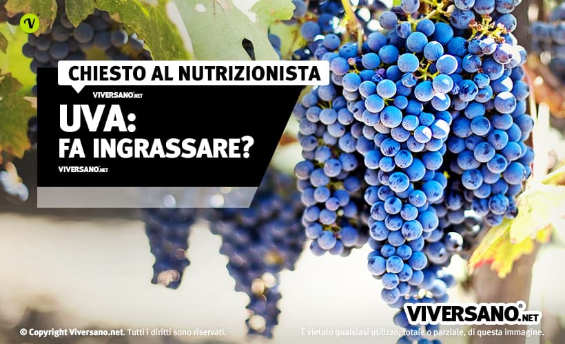 Grappolo di uva nera in un vigneto