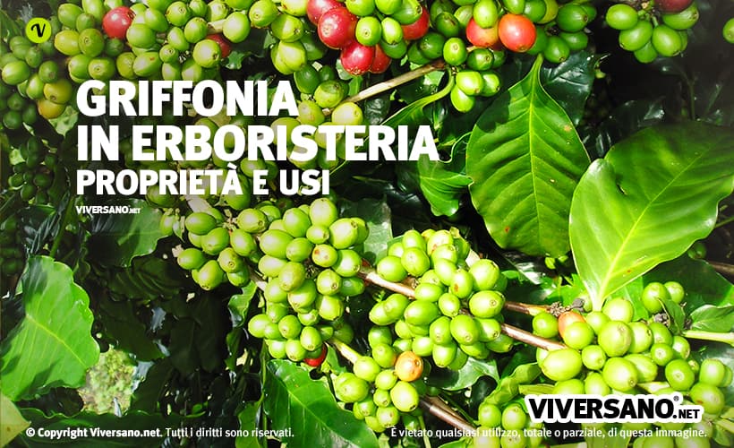 Pianta di griffonia simplicifolia