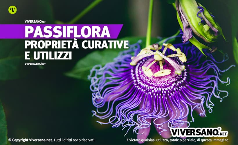 Fiore di passiflora incarnata