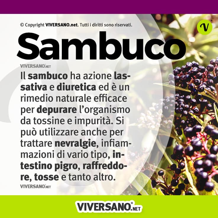Infografica sulle proprietà del sambuco