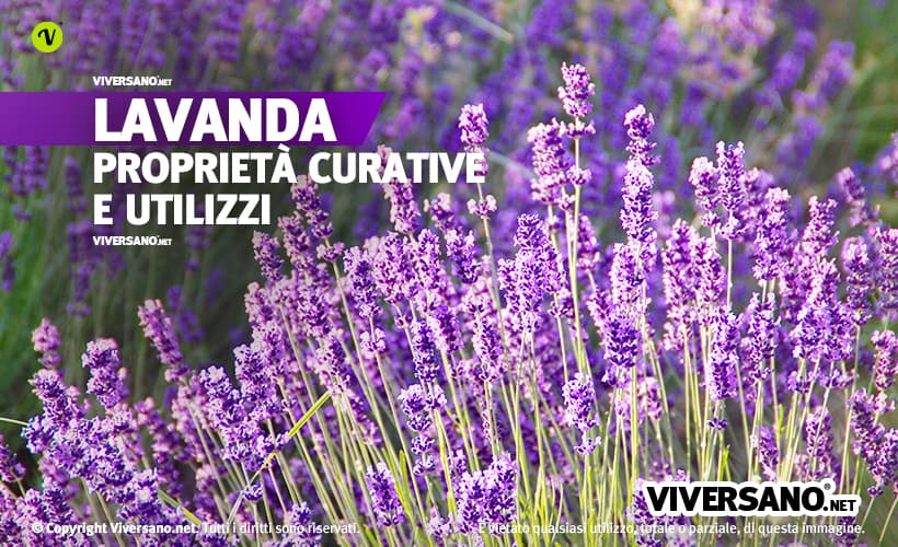 Piante e fiori di lavanda in un prato