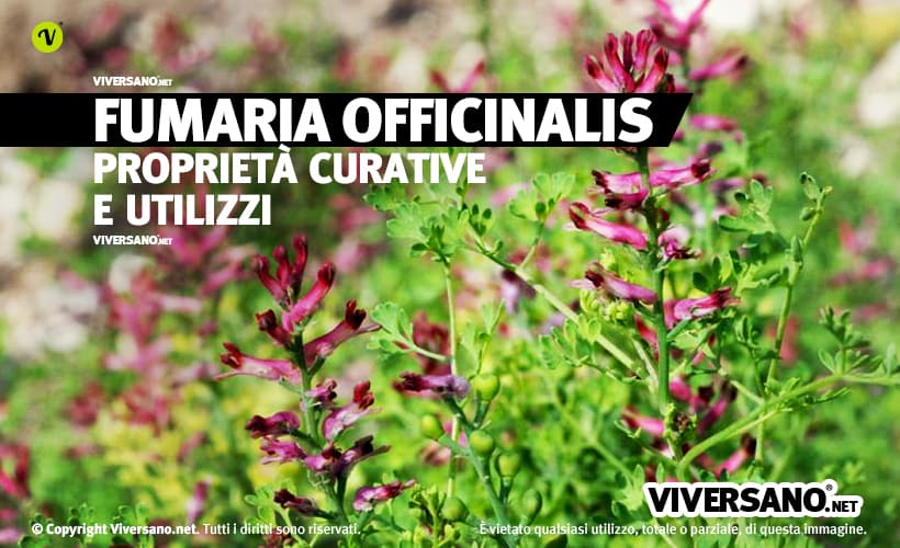 Pianta di Fumaria Officinalis