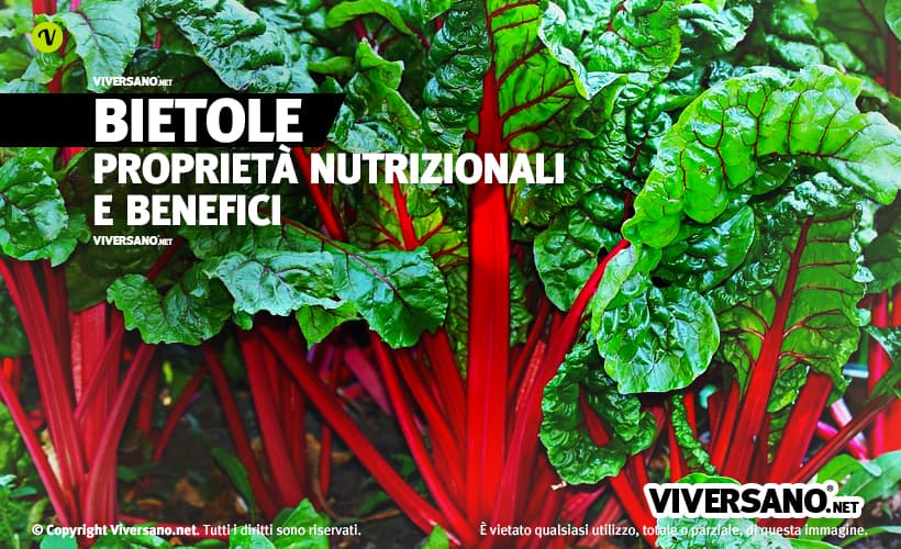 Mazzo di foglie di bietola fresca