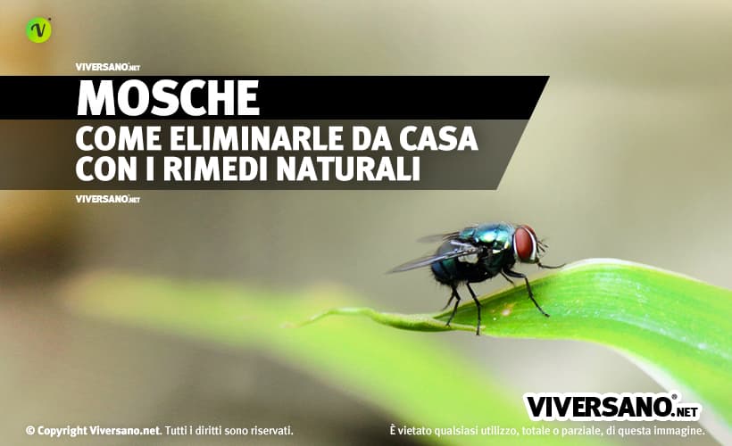 Mosca appoggiata sopra una foglia
