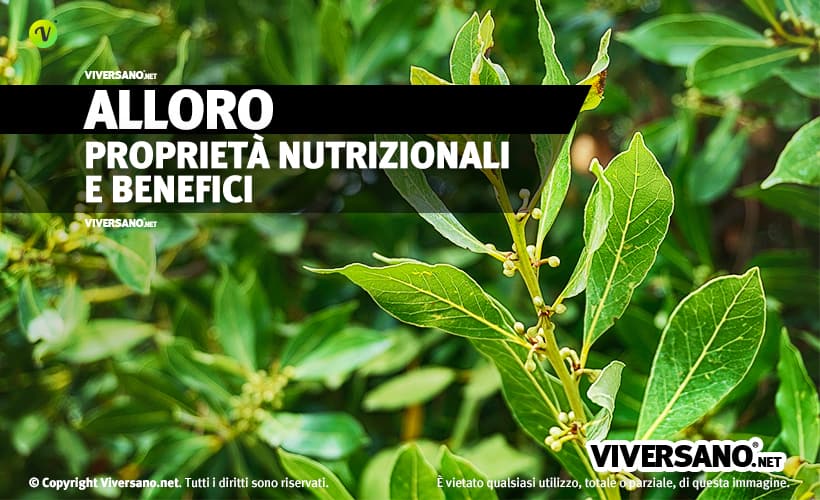 Foglie e pianta di alloro