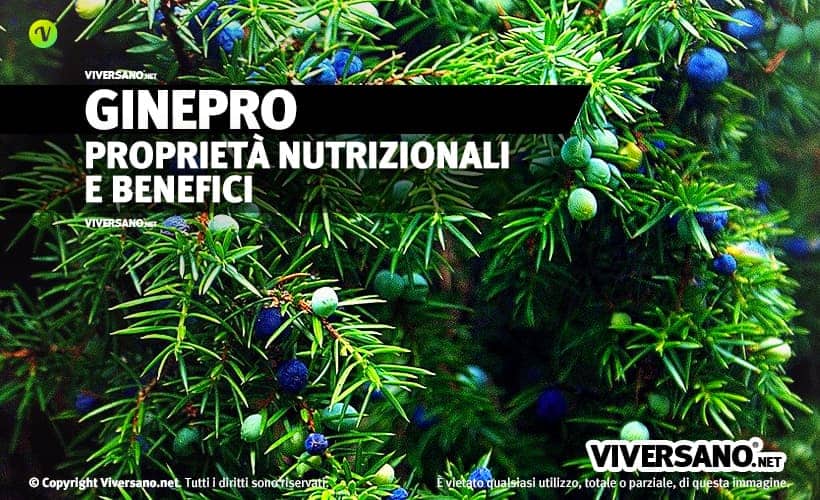 Pianta di ginepro con foglie e bacche