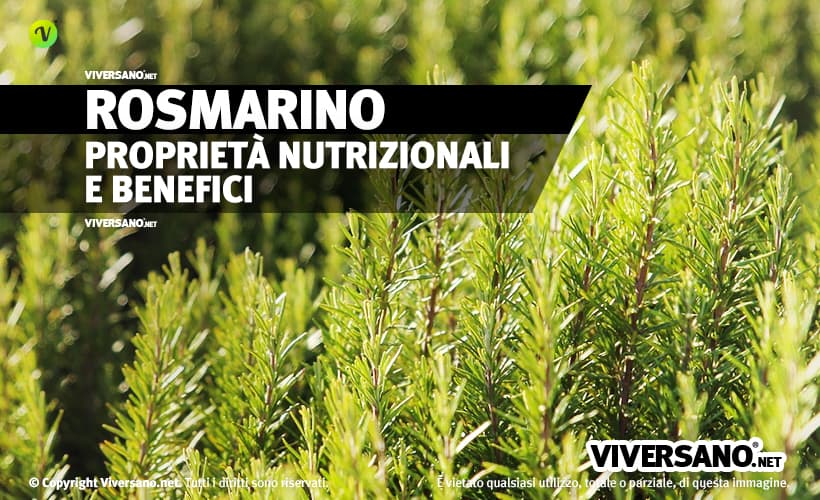 Piante e foglie di rosmarino