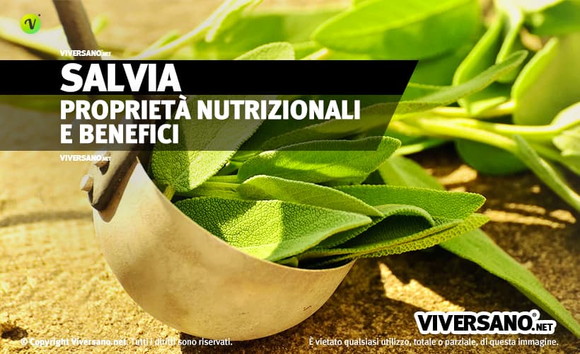 Foglie di salvia sfusa