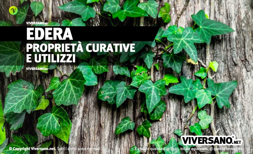 Pianta di edera con foglie rampicanti