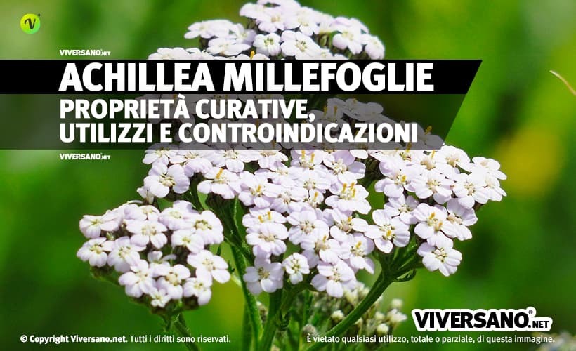 Pianta di achillea con fiori bianchi