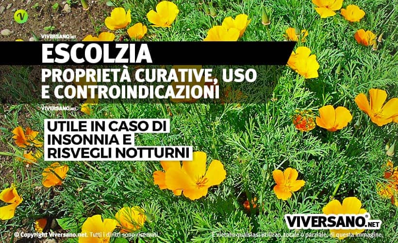Piante di escolzia con petali gialli