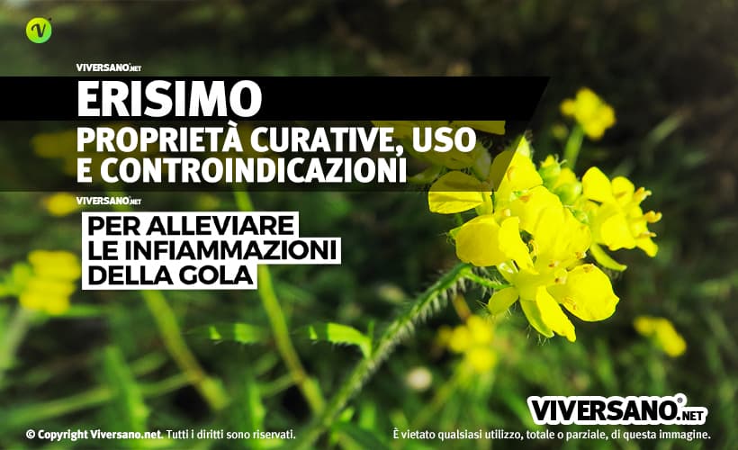 Fiori gialli di erisimo