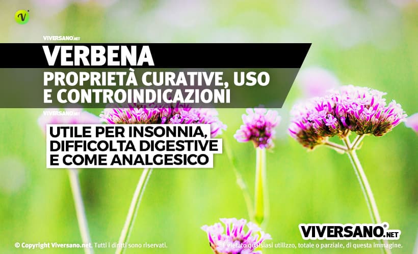 Fiori di verbena di colore lilla