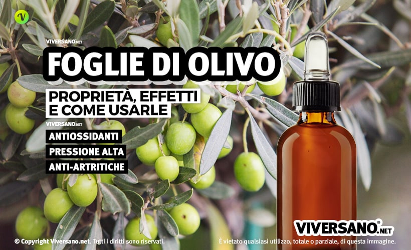 Foglie di ulivo e olive in primo piano