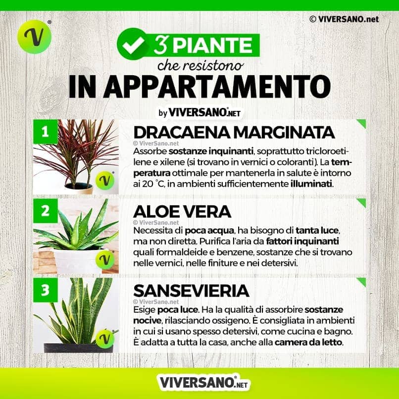 Infografica: 3piante da appartamento