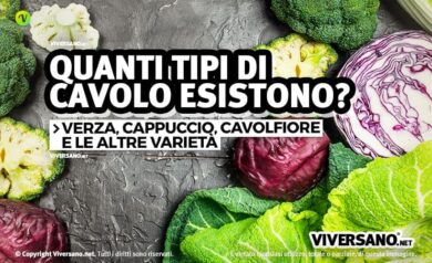 Tanti tipi di cavolo sopra un tavolo