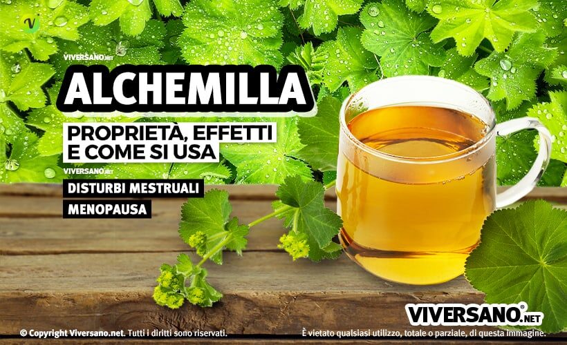 Pianta di alchemmilla e tazza di tisana
