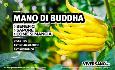 Limone mano di buddha giallo