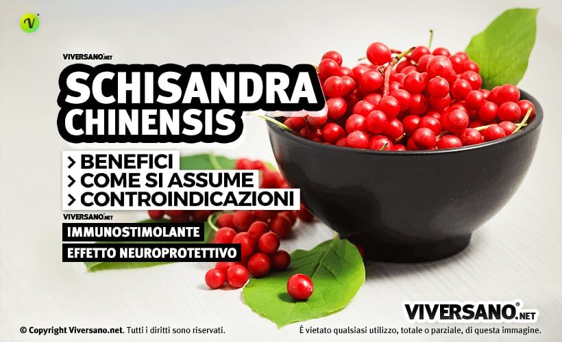 Bacche rosse di schisandra chinensis