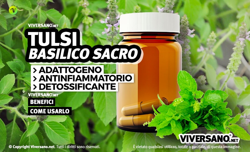 Tulsi integratore effetti benefici